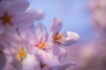春と桜とチューリップ