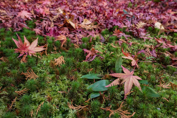 Autumn Leaves in Rengeji Temple in Kyoto, Japan