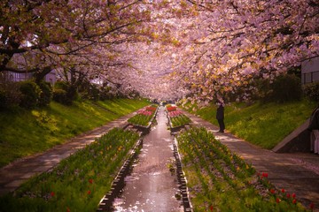 春と桜とチューリップ