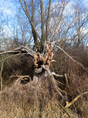 Old tree with rotten trunk and broken branches