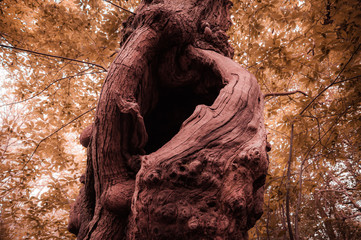 Picturesque knotty trunk with fantasy colors, Scotland. Concept: special and spectacular natural forms, fantasy images, abstract