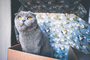 Scottish Fold Katze sitzt in einer bunten Verpackungsbox