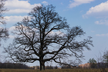 Old oak tree in the background of the blue sky