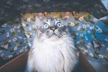 Überraschte Ragdoll Katze sitzt in einer bunten Verpackungsbox