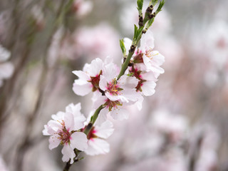Blossom tree branch flower spring almond