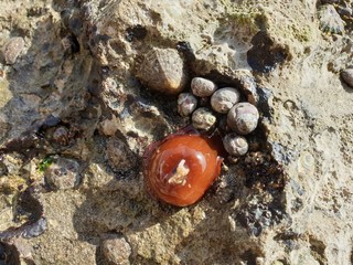 small snail on a stone
