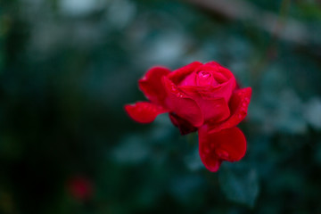 Una rosa rossa. Semplicemente.