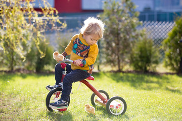 Sweet cute blond child, toddler boy, riding tricycle with little chicks in garden, playing with baby birds