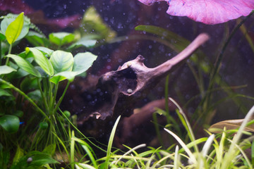 aquarium