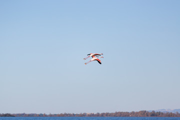 Coppia di fenicotteri rosa in volo, Latina, Italia.