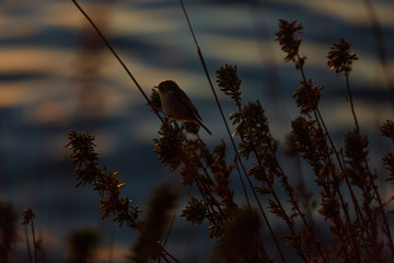 Un pettirosso al tramonto, Latina, Italia.