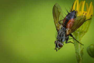 Eriothrix rufomaculata 