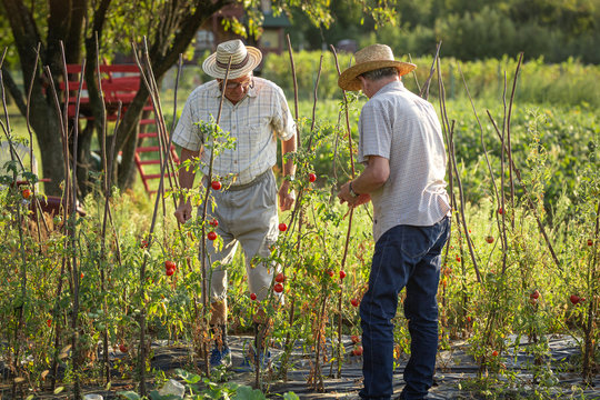 Two senior man growing cherry tomatoes in a small home farm.	
 - Powered by Adobe