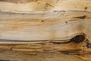 Isolated wooden texture. Knot of wood. Copy space.