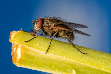 Closeup of an insect on a plant in the garden