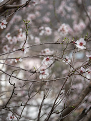 Blossom tree branch flower spring almond