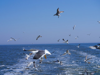 seagulls