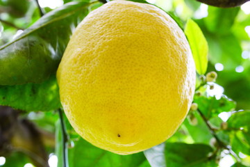 Espectacular limón colgando del limonero.