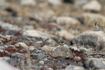 Female Lapland Longspur perching on a rock in the arctic spring near Arviat, Nunavut