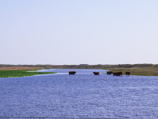 cows in the water