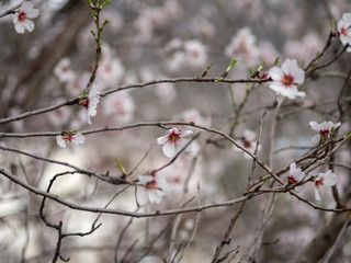 Blossom tree branch flower spring almond