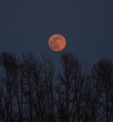 Supermoon rising