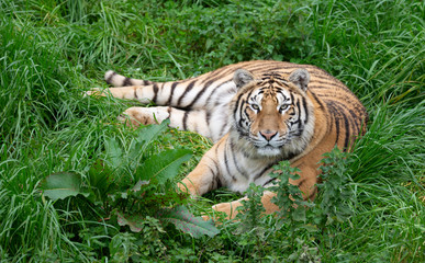 tiger lying in the grass