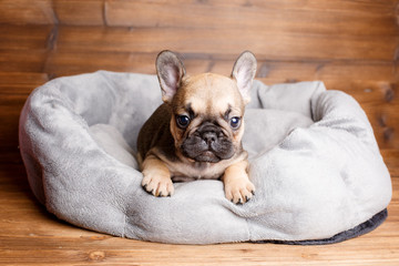 french bulldog puppy sitting on a bed. the concept of cute, funny pets