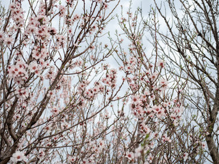 Blossom tree branch flower spring almond