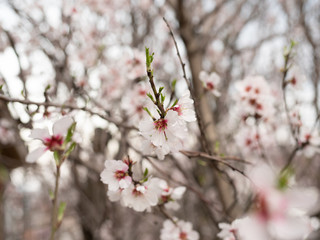 Blossom tree branch flower spring almond