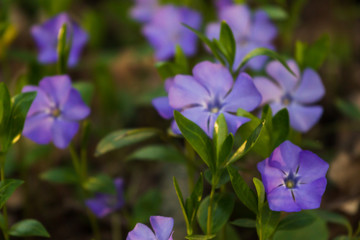 Forget-me-not tender flowers blossoming in spring time with water reflection, natural floral background