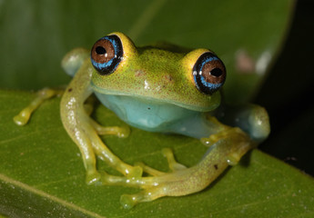 green frog with big eyes on a leaf