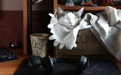 funny photo of white cute cat in the box on the desk with computer cofe cup and headphones