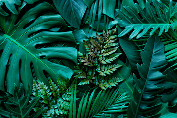 closeup nature view of green monstera leaf and palms background. Flat lay, dark nature concept,...