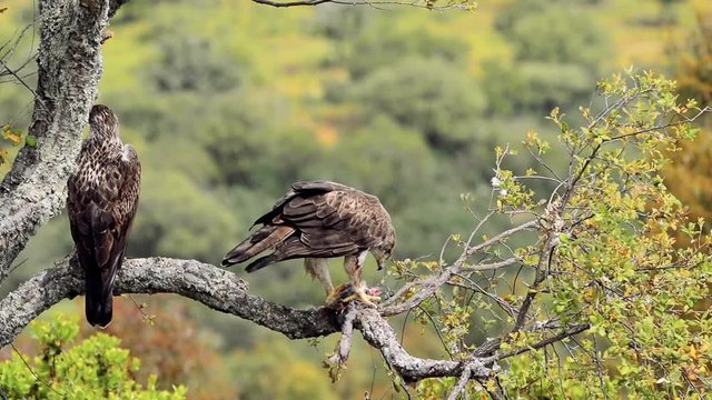 Male and female Bonelli's eagle eating a rabbit in a tree. Aquila fasciata