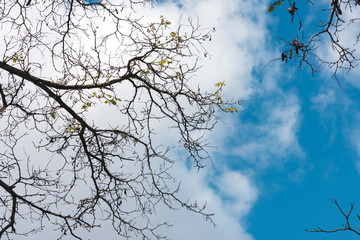 Tree branches on sky background