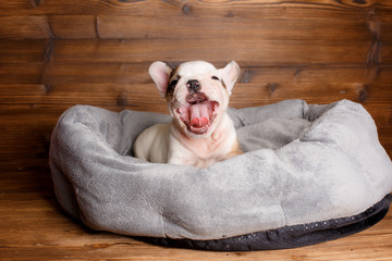 French bulldog yawns