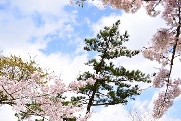 桜　青空　雲　木