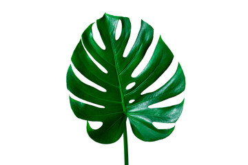 Naklejka na ściany i meble Beautiful Tropical Monstera leaf isolated on white background for design elements, Flat lay