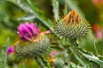 Distel