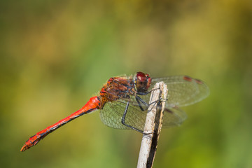 Szablak krwisty (Sympetrum sanguineum)