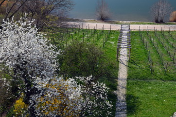 Frühlingserwachen im Freiburger Seepark