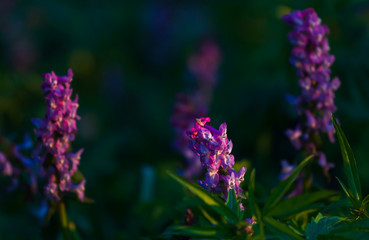 Beautiful purple wild flower in sunset. Spring forest