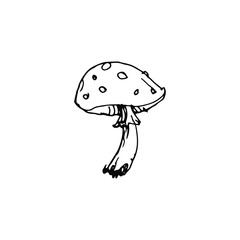 Mushroom poison, fly agaric, amanita. Hand drawn inking, vintage illustration. Black and white doodle line art, coloring outline, design for coloring book page