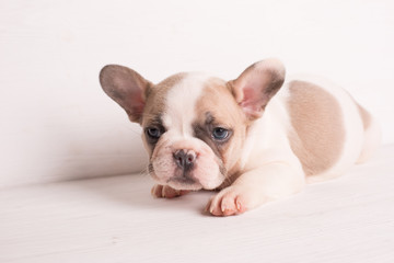 french bulldog puppy on white
