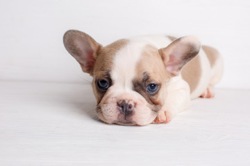 french bulldog puppy on white