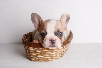 puppy in basket,  french bulldog puppy on white