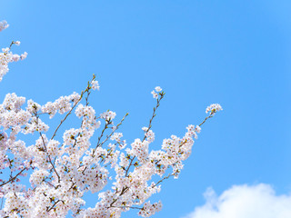 青空と満開の桜