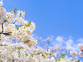 青空と満開の桜