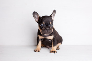 french bulldog puppy on white background